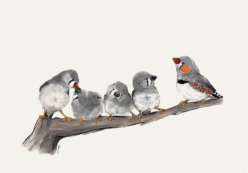   Zebra finch family with three fledglings