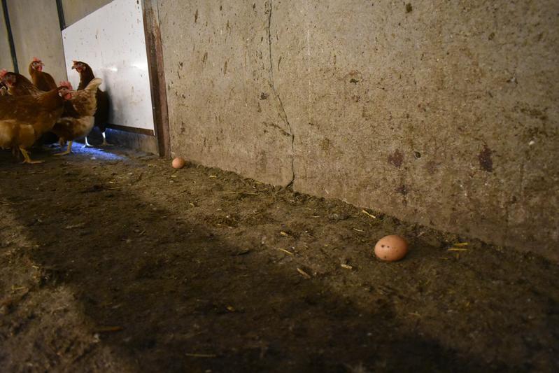 Rund zwei Prozent der Eier von frei laufenden Hühnern landen nicht im Nest, sondern auf dem Stallboden. Prof. Dr. Franz-Josef Peitzmann will sie mit einem Eier-Sammel-Roboter finden und bergen.