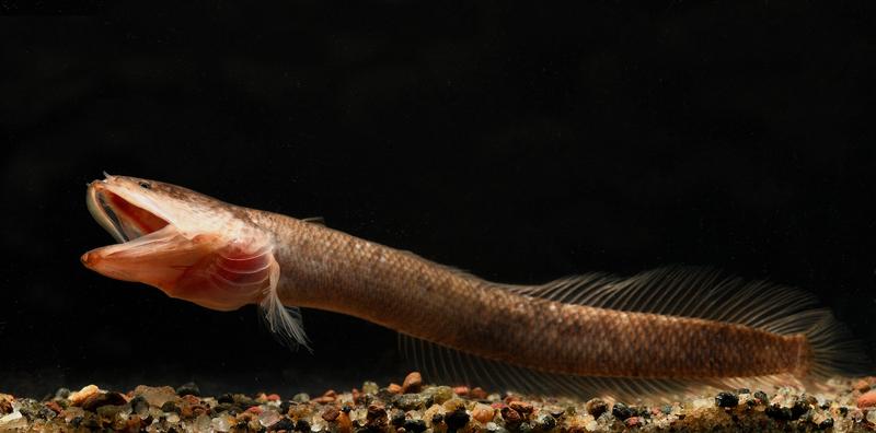 Die Süßwasserfische leben unterirdisch in wasserführenden Gesteinsschichten. 