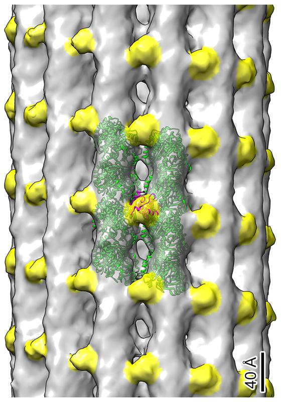 Die Kryo-Elektronentomographie zeigt Tubulindimere in Grün und EB1-Proteine in Gelb, die sich entlang der Mikrotubuli des primären Ziliums der Niere befinden. Die Rolle dieser ungewöhnlichen Verteilung von EB1 wird derzeit untersucht. 