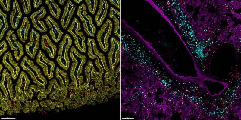 Immune cells in different tissues, here for example ILC2s (red) or T-cells (blue) in the lung (right) or in the mucosa of the small intestine (left). 