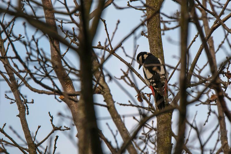 Great spotted woodpecker during the field experiment. 