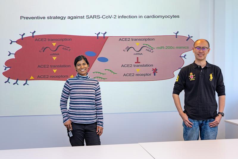 Shambhabi Chatterjee, PhD, (links) und Dongchao Lu vor der schematischen Darstellung der Blockade des Einfallsweges für das Coronavirus im Herzmuskel.