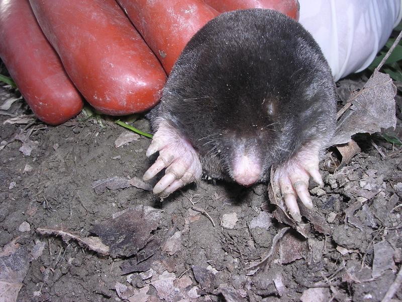 Blind but ferocious: The Iberian mole (Talpa occidentalis) that is common in Spain and Portugal has a peculiar property – the females develop strong muscles and testicular tissues due to increased levels of male sex hormones