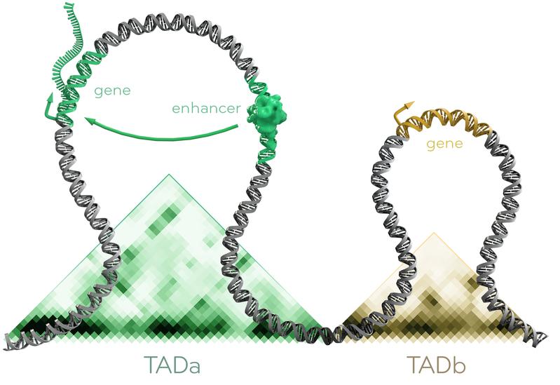 Innerhalb topologisch assoziierter Domänen (TADs, dargestellt durch Dreiecke) interagieren Gene und ihre Regulatoren miteinander. Regulatoren wirken oft gewebespezifisch und aktivieren entsprechend ihre zugehörigen Gene. 