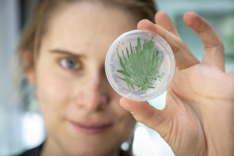 Cyanobacteria are environmentally friendly and readily available biocatalysts for the production of new chemicals and, thanks to researchers at TU Graz, could soon be used in large-scale technological applications. 