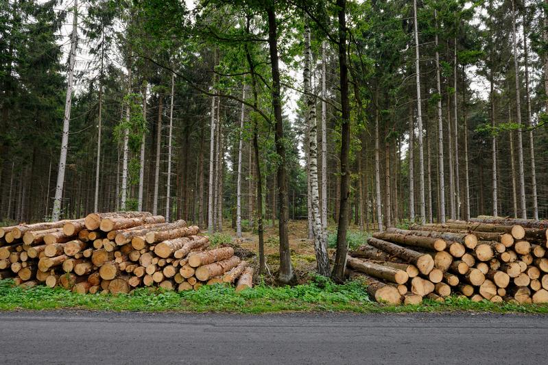  Borkenkäfer und Klimawandel setzen den deutschen Nadelwäldern zu – das Holz könnte daher sinnvoll für den Bau genutzt werden, die Flächen könnten später mit Mischwald aufgeforstet werden.