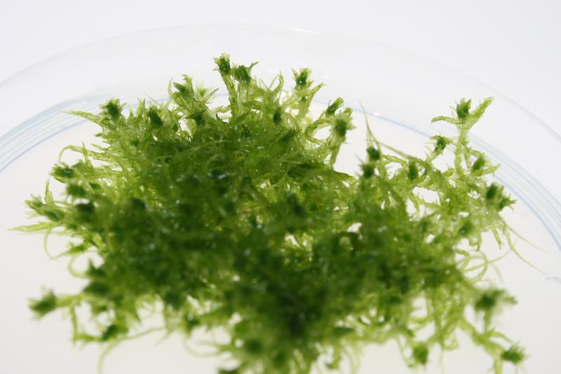 A lab strain of the peat moss Sphagnum centrale growing on solid medium.