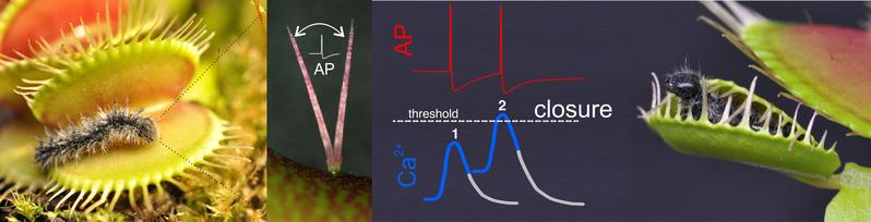 If a prey touches a sensory hair on the inside of the Dionaea trap, an action potential is triggered. This electrical information is then translated into a chemical calcium wave.