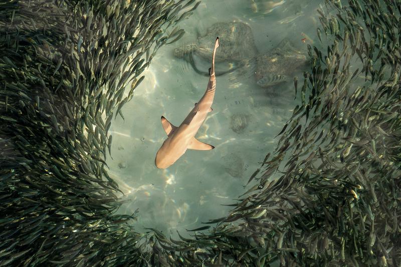  Die Gefahr von einem Fressfeind erwischt zu werden, gehört zu den Risiken, die wildlebende Tiere bei der Nahrungssuche eingehen. Hier trifft ein Fischschwarm auf einen Schwarzspitzen-Riffhai. 