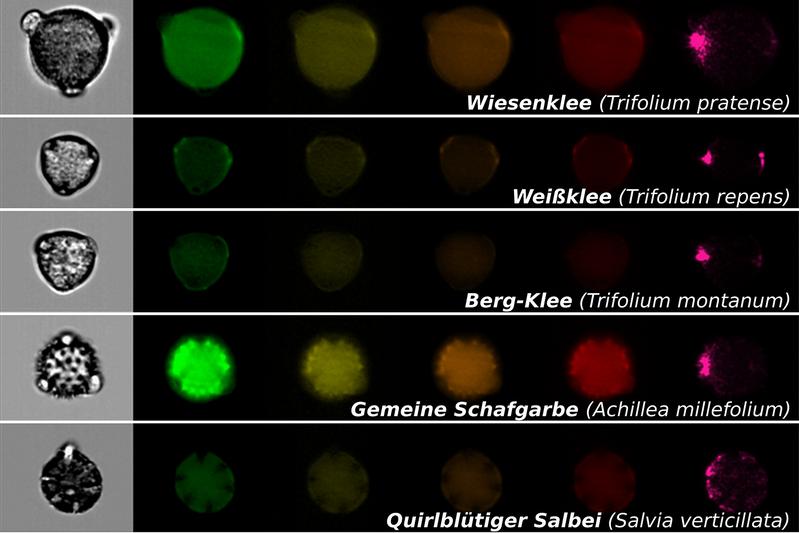 Jede Reihe zeigt ein einzelnes Pollenkorn einer bestimmten Pflanzenart mit einer normalen mikroskopischen Aufnahme (Bilder links) und Fluoreszenzaufnahmen für verschiedene Spektralbereiche (farbige Bilder rechts).
