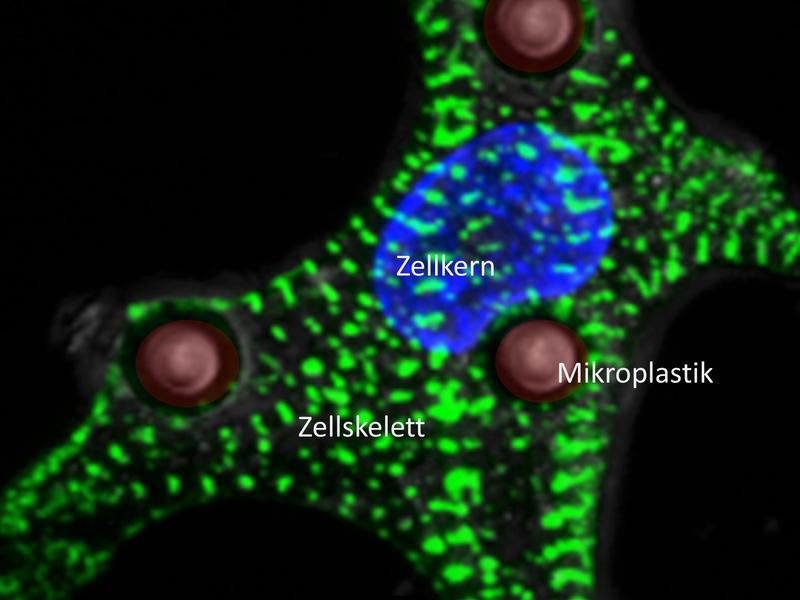 Menschliche Zelle mit Zellkern (blau), Proteinen (grün) und Mikroplastik (rot).
