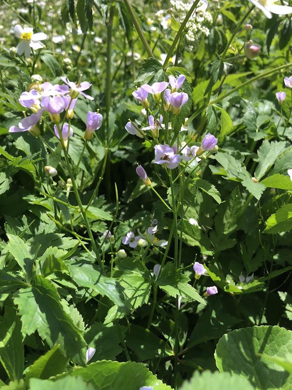 "Cardamine insueta" has only recently emerged in Urnerboden, a small alpine village in central Switzerland.