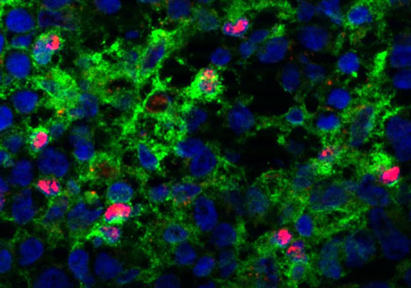 Ein Team am MDC hat eine bisher unerwartete Rolle des Transkriptionsfaktors C/EBP bei der Reifung und immunogenen Funktionalität von dendritischen Zellen (in rot) der Maus entschlüsselt.