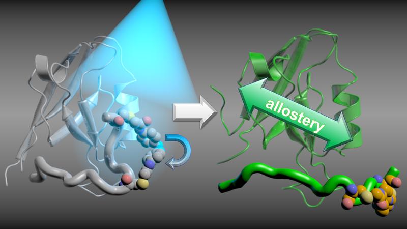 Informations of proteins: An interruption of this coupling, the allostery, leads to signals not being passed on.