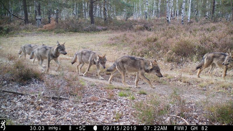 Der Anblick eines Wolfs in freier Wildbahn erzeugt die unterschiedlichsten Reaktionen. Die Nachwuchsforschungsgruppe um Hannes Koenig (ZALF) untersucht, wie Konflikte zwischen dem Menschen und Wildtieren minimiert werden können. 