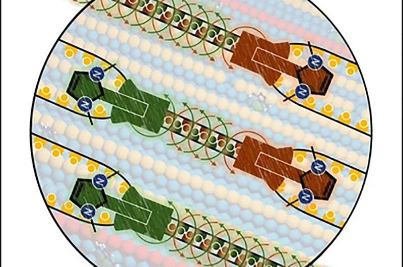 Much like a zipper, carbene molecules cooperate on a gold surface to join two rows of atoms into one row, resulting - step by step - in a new surface structure. 