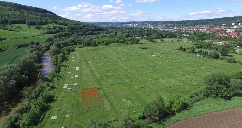 Die Experimente des Forscherteams fanden unter anderem in der Saaleaue statt, wo das "Jena-Experiment" zur funktionellen Biodiversitätsforschung läuft. 