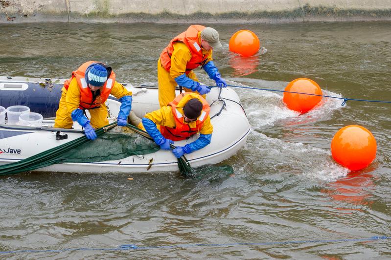 Kontrollieren der unterhalb des Kraftwerks angebrachten Fangnetze und Entnahme der gefangenen Fische.