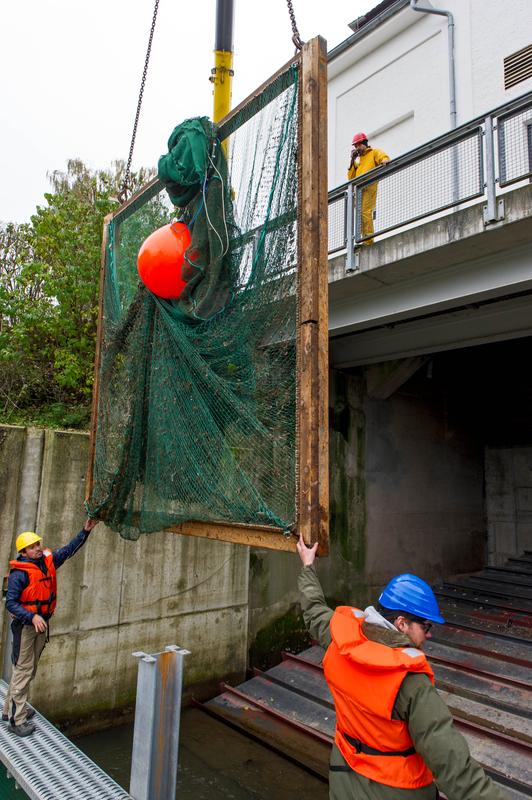 Insertion of the nets, the so called „Hamen“, for catching fish that have passed the powerplant.