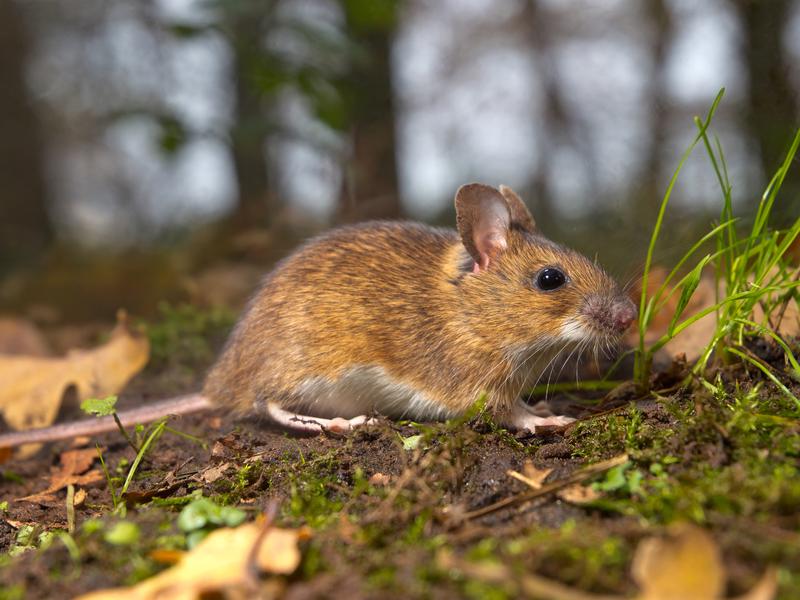 Rustrela virus has been detected in yellow-necked mice in and around the affected zoo. 