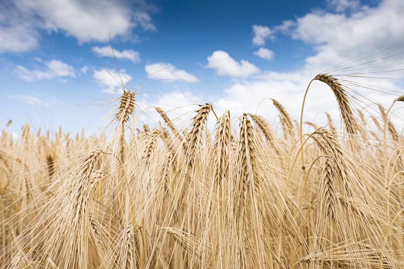 Für den Anstieg der klimaschädlichen Lachgaskonzentration in der Atmosphäre ist vor allem der Düngemitteleinsatz in der Landwirtschaft verantwortlich. (Foto: Markus Breig, KIT) 