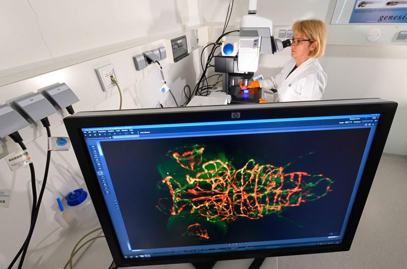 Dr Birgit Perner uses a stereo fluorescence microscope to investigate the development of the blood vessels in the head of a fish larva. Using model organisms and imaging techniques play an important role in the IMPULS consortium.