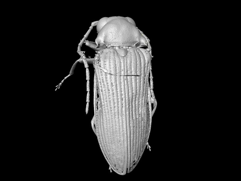 Mikro-CT-Rekonstruktion eines Mysteriomorphus pelevini