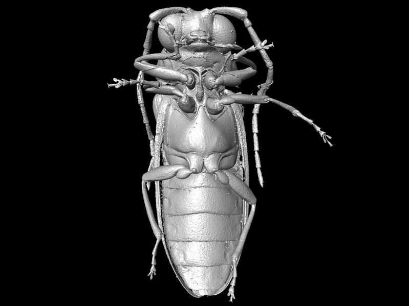 Micro-CT reconstruction of Mysteriomorphus pelevini