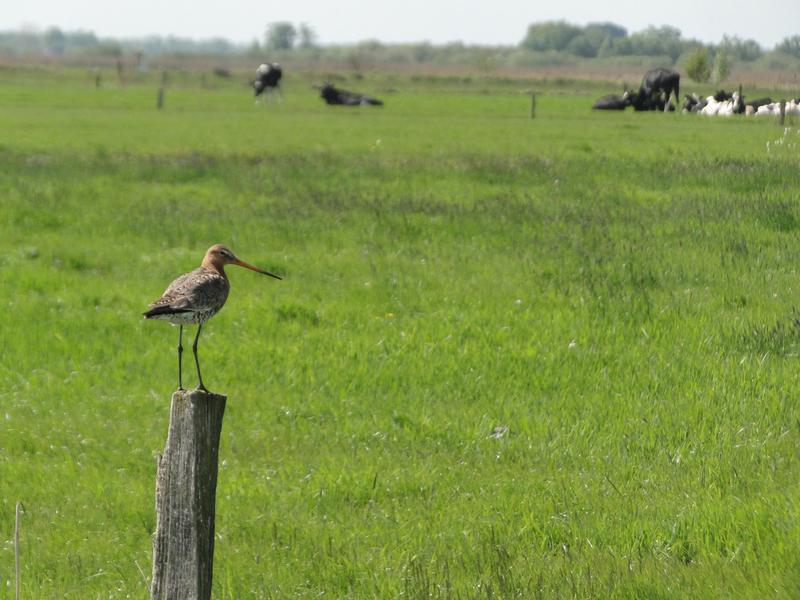 Für eine bessere Zukunft: Die Uferschnepfe (Foto) steht auf der Roten Liste gefährdeter Arten und zählt zu den bedrohten Brutvögeln in Deutschland. Die Hoffnung: Naturschutzhöfe sollen helfen, um solchen Tieren wieder eine bessere Zukunft zu bescheren.