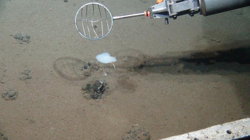 Sampling in the DISCOL area. Some larger animals recover faster than microbes. However, especially organisms living attached to manganese nodules, such as this stalked sponge, might be very vulnerable. 