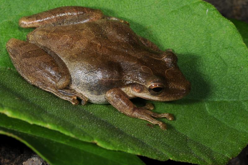 Der Knickzehenlaubfroschs Scinax quinquefasciatus wurde Ende der 1990er-Jahre auf dem Galápagosarchipel eingeschleppt.