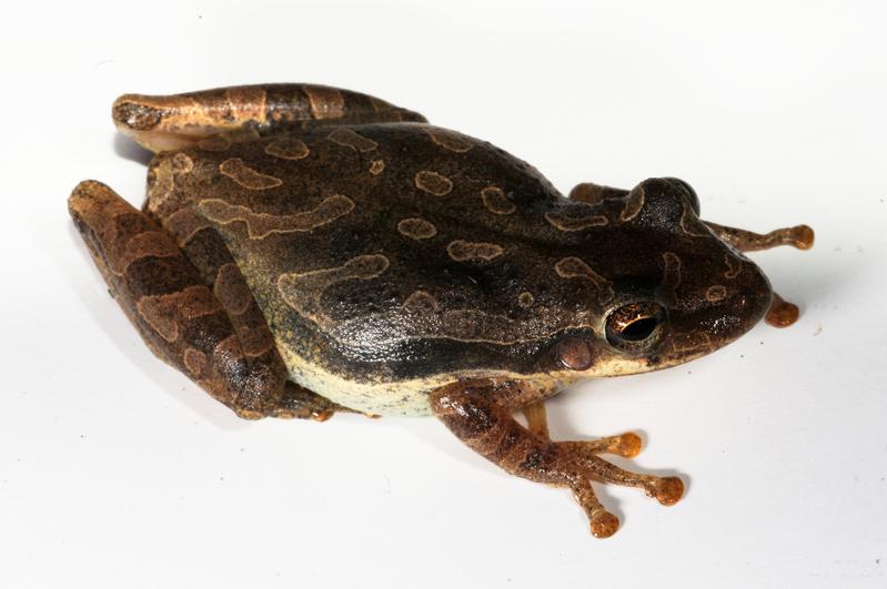 Der zwischen 33 und 38 Millimeter große Frosch hat keine natürlichen Freßfeinde auf den Inseln. 
