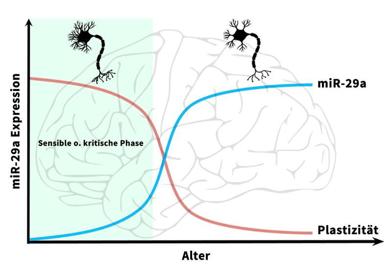Die Plastizität des Gehirns lässt mit dem Alter stark ab. Der Anstieg von miR-29a stabilisiert die neuronalen Verknüpfungen und beendet damit die kritische Phase. 