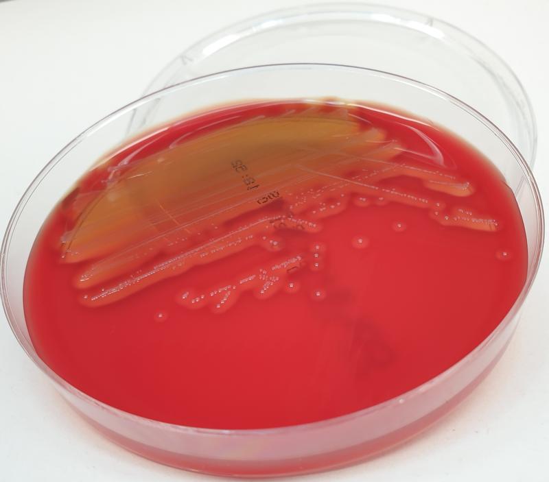 Streptococcus catagoni sp. nov. Bakterienkultur.