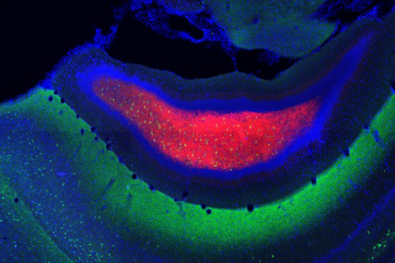 Layers of the hippocampus. The mossy cell bodies are red, interneuron cells connecting neurons are green, and other neurons are blue. 