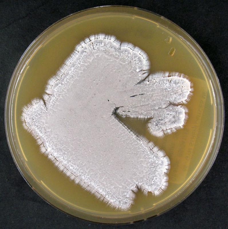 Agar plate with S. pristinaespiralis growth (DSM 40338)