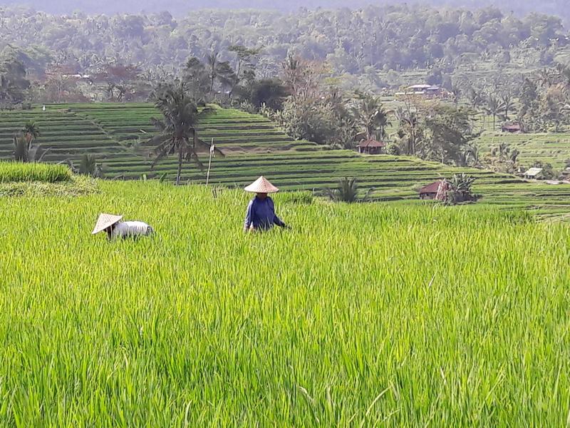 Reisanbau in Indonesien: Arme Menschen ernähren sich oft vorwiegend von Grundnahrungsmitteln.