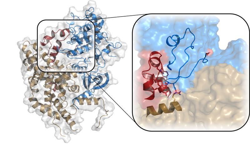 The crystal structure of the active CAK complex with the proteins Cyclin H (brown), MAT1 (red) and CDK7 (blue). The magnified section shows how CDK7 is stabilized by Cyclin H and MAT1, which is essential for the activation of the complex.