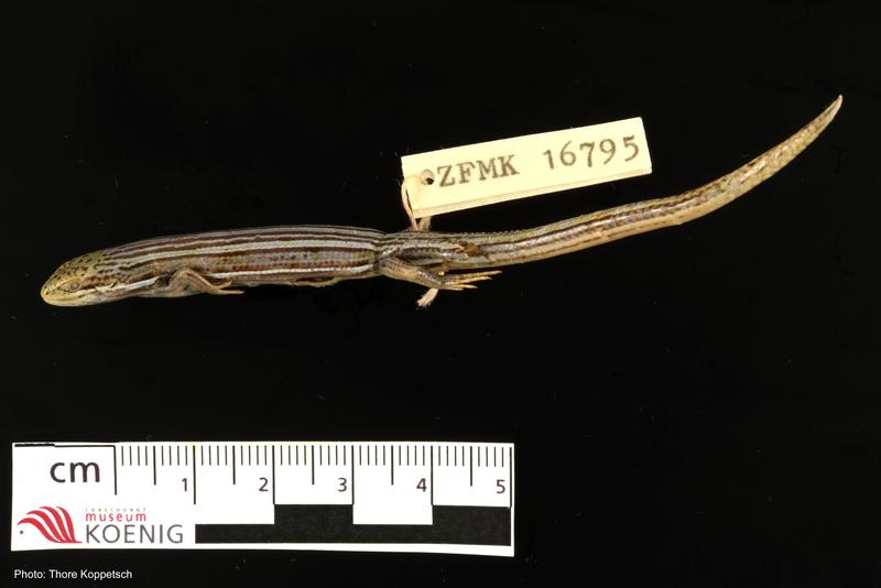 The new skink species Trachylepis boehmei from Ethiopia