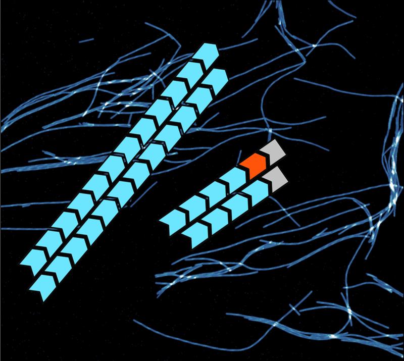 Proteinfibrillen wachsen, weil fortwährend Monomere am Fibrillenende andocken und eingebaut werden (links). Rechts blockiert ein Inhibitor (orange) das Fibrillenwachstum, indem er gemeinsam mit α-Synuclein-Monomeren das Fibrillenende verklebt. 