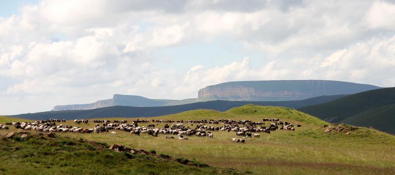 Grasende Tiere auf einer Gebirgsweide im Kaukasus