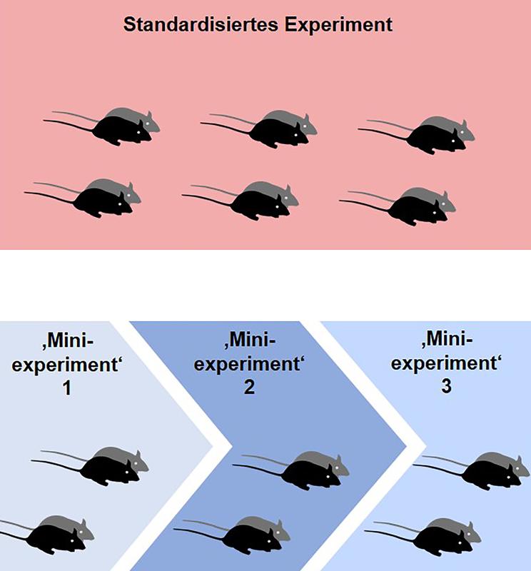 The reproducibility and validity of studies involving animals is improved by carrying out smaller, independent ‘mini-experiments’. 