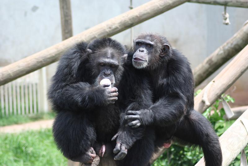 The chimpanzees learned that certain sounds were always followed by other specific sounds, even if they were sometimes separated by other acoustic signals. 