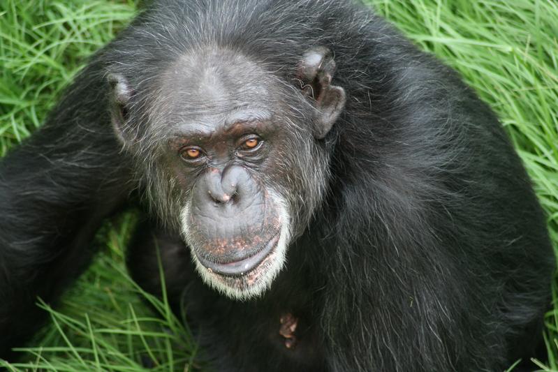 The experiments were conducted with chimpanzees at the University of Texas, among others. 