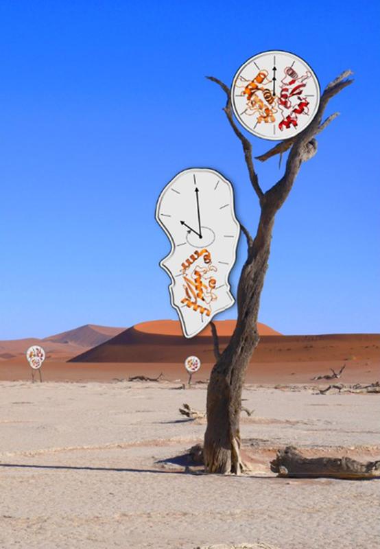 Surrealistischer Blick auf das Enzym UBE2S, das seine Lebenszeit reguliert indem es zwischen einem Monomer- und einem Dimer-Zustand wechselt. 