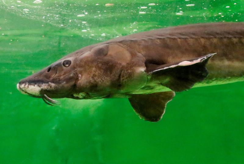 Der Europäische Stör ist als großer Wanderfisch besonders durch Wasserkraftanlagen gefährdet.