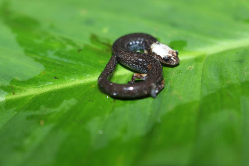 Lebendfärbung von Oedipina villamizariorum sp. n. aus der ecuadorianischen Provinz Carchi.