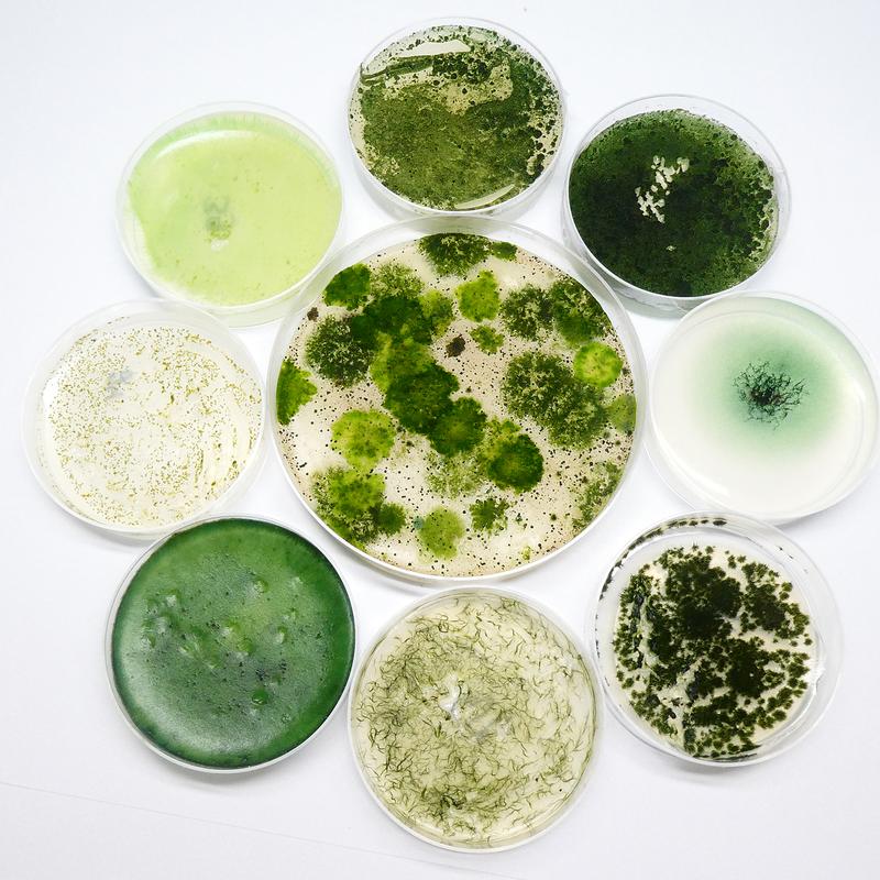 The team headed by Dr Paul D’Agostino will sequence 40 symbiotic and rare terrestrial cyanobacteria for the production of new active agents and to explore the potential for applications in biotechnology.