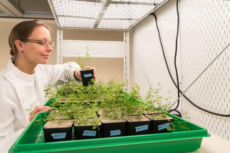 Caroline Gutjahr,  Professorin für Pflanzengenetik an der TUM School of Life Sciences Weihenstephan iim Labor bei den Versuchen in der Klimakammer.